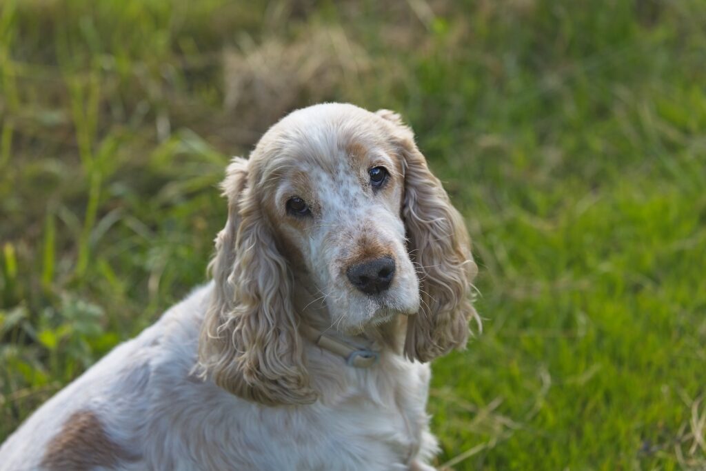 Close Up Shot of an English Senior Dog Cocker Spaniel