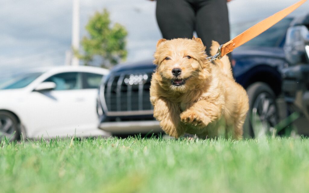 Golden doodle Dog Running on a Grass Field