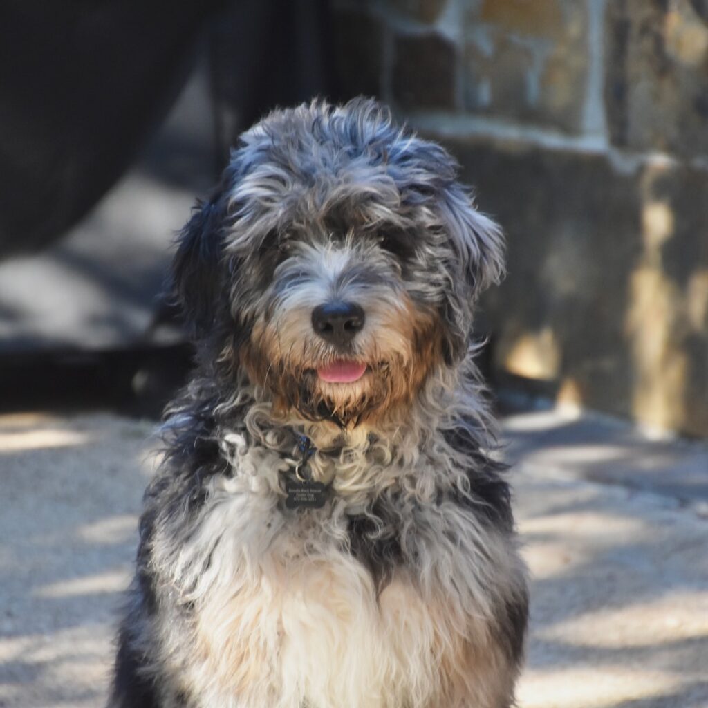 a bernedoodle standing outside