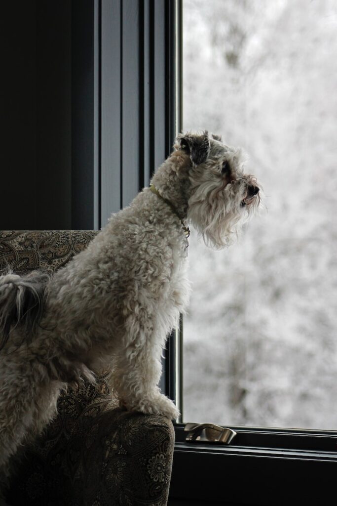 Schnoodle is your 'dog in apartment' doodle