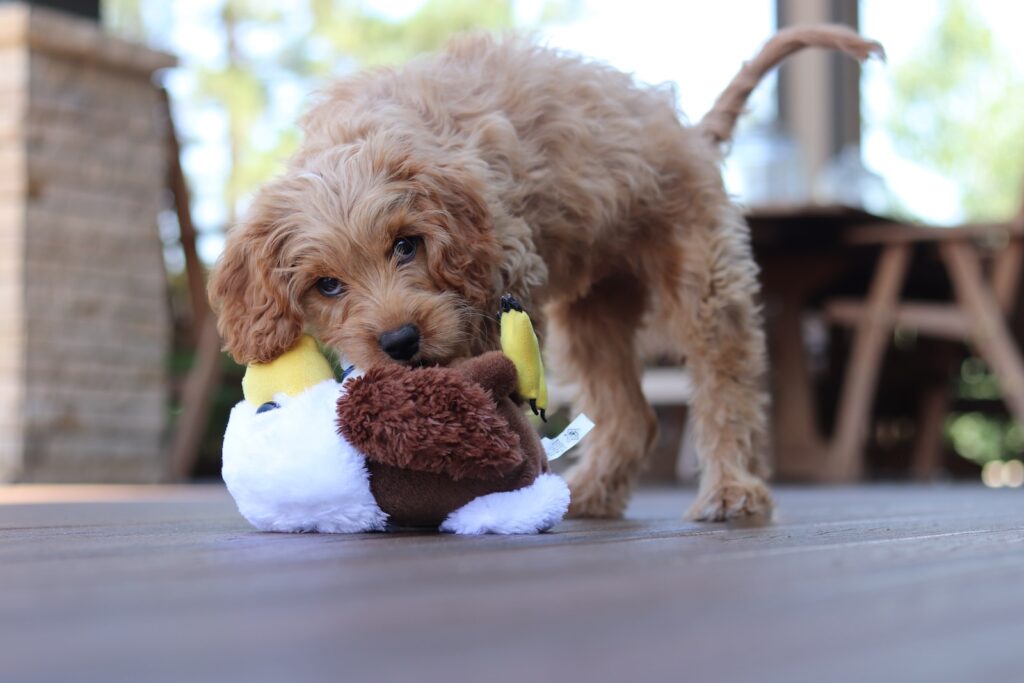 toys are good for your barking dog in apartment