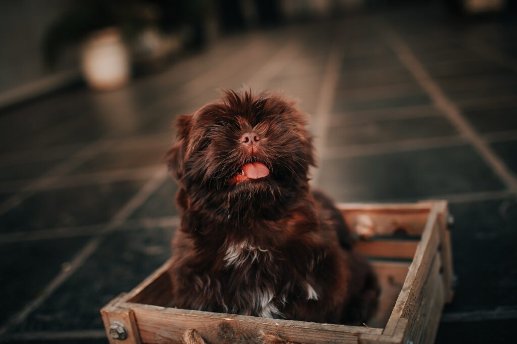 Litter box is recommended for potty training dog in apartment