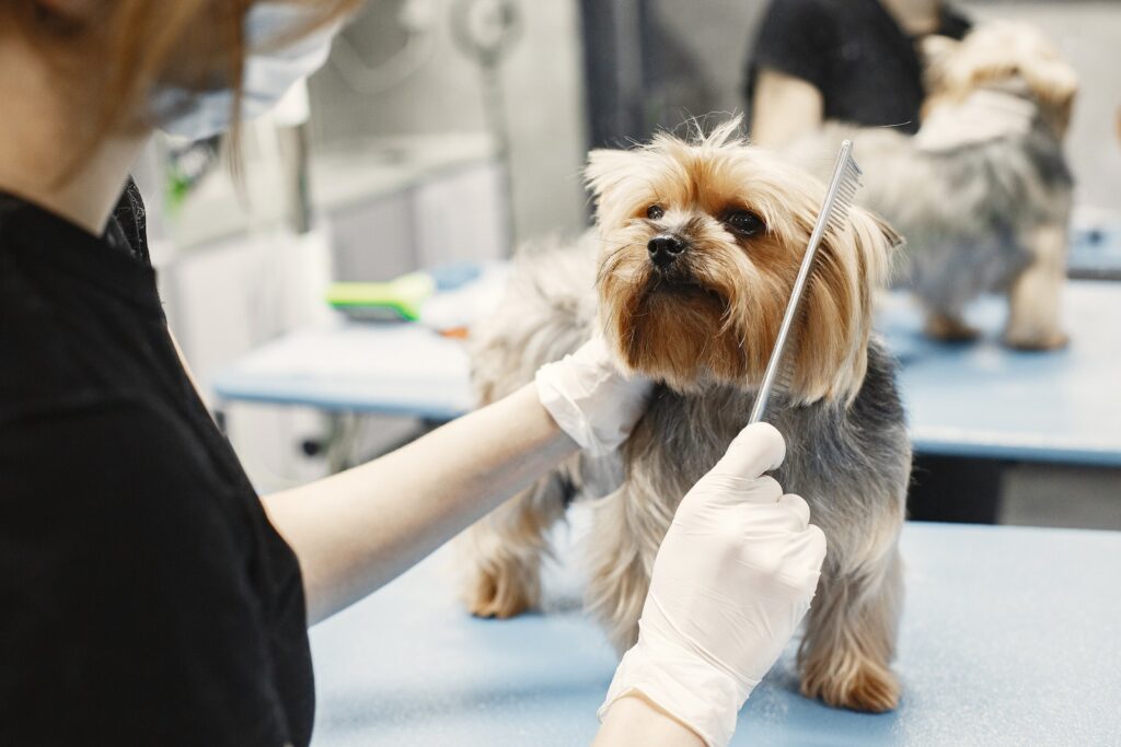 A Person Combing a Dog