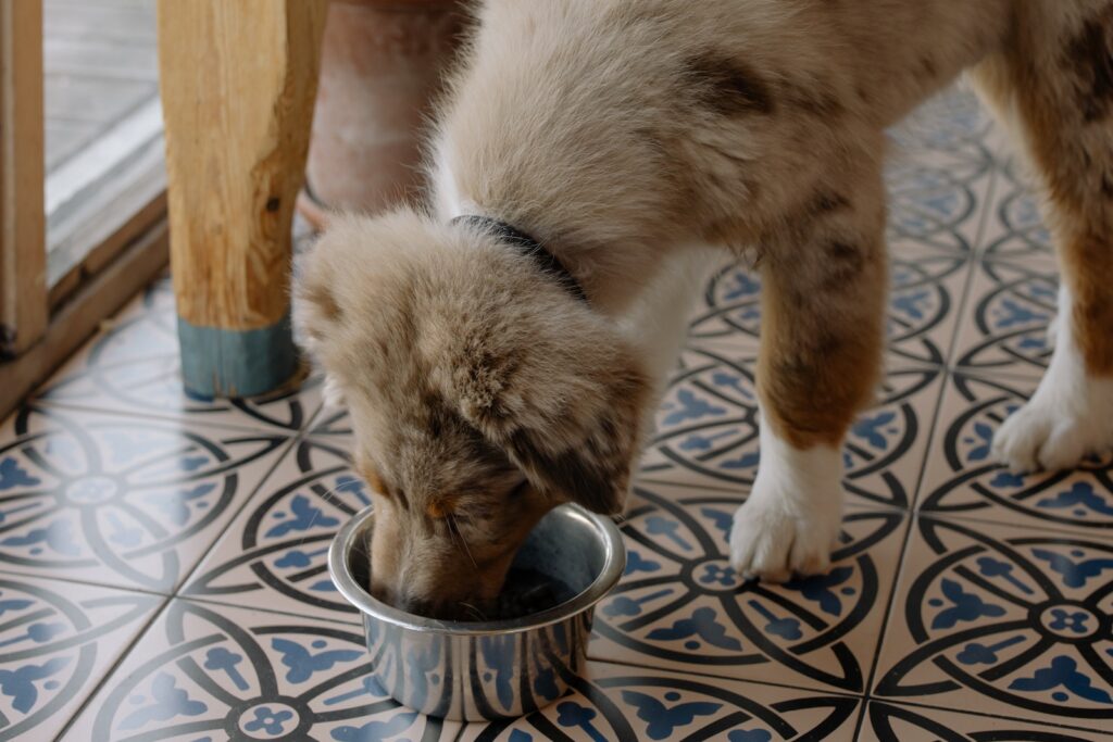 A Brown Dog Eating Its Food