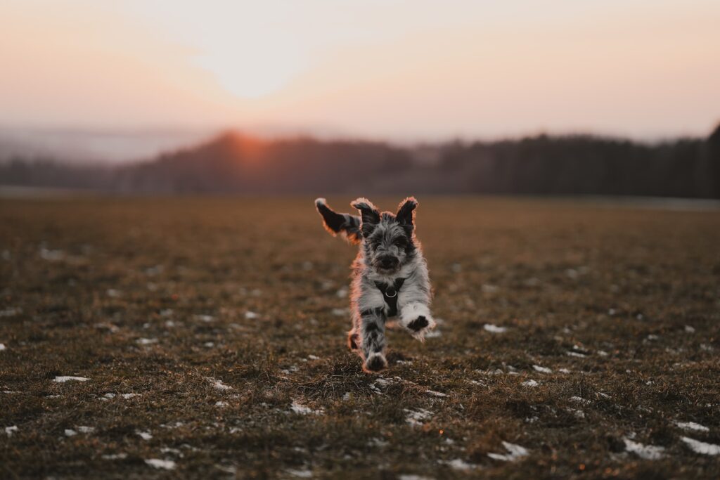 a small aussie doodle running across a grass covered field