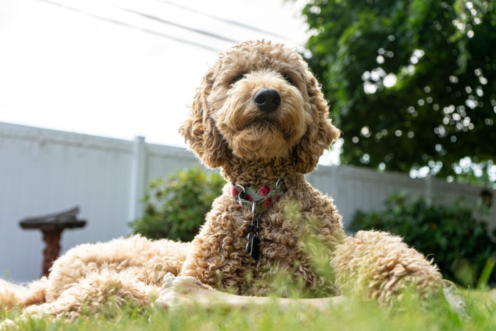 brown curly coated dog on green round pet bed