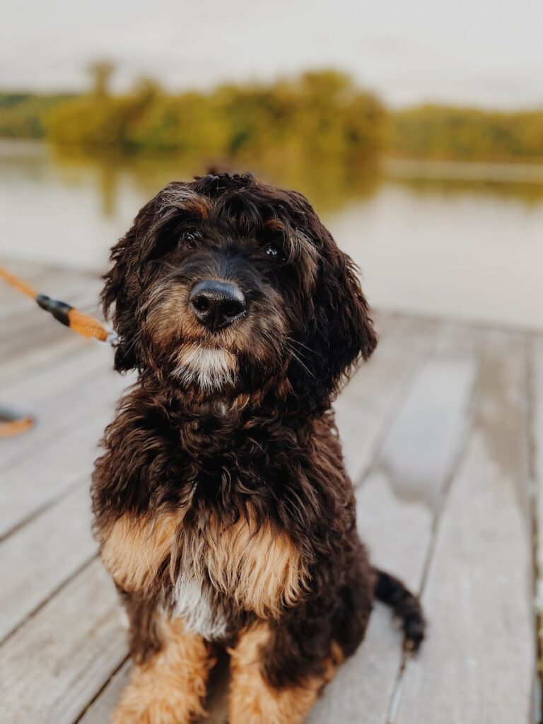 a dog sitting on a deck