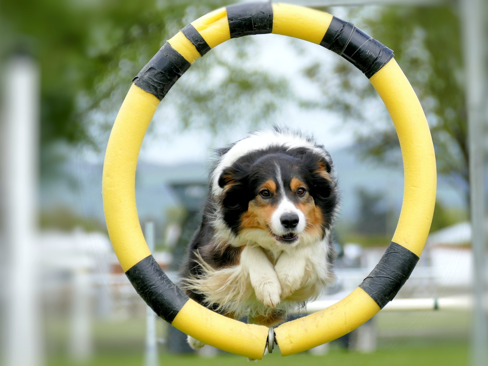 black white and brown long coated dog on yellow and white inflatable ring