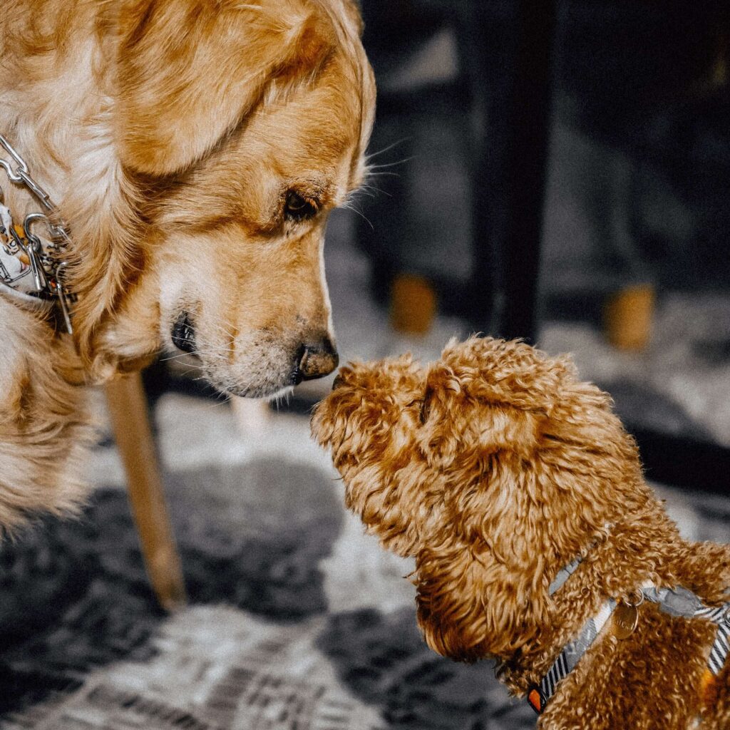 Socialization is a critical for puppy doodle development