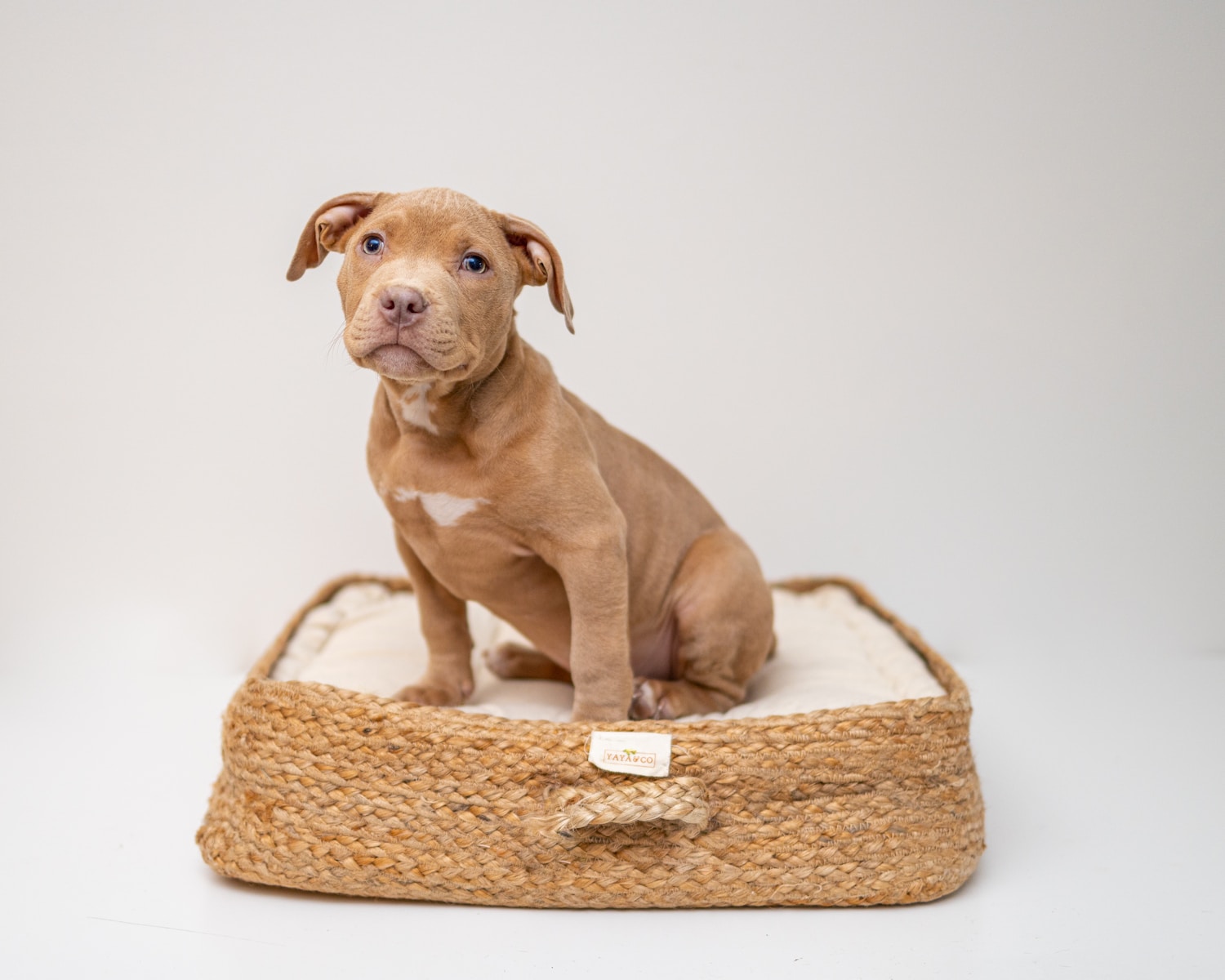 brown short coated pit bull puppy on brown wicker basket