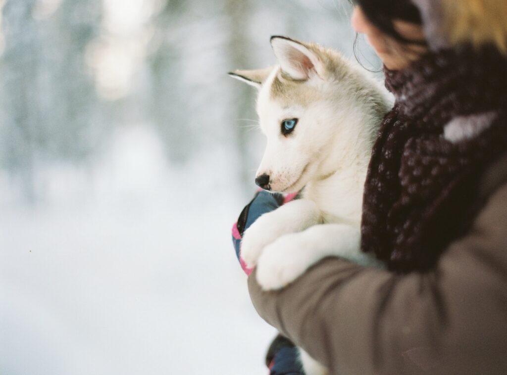 person carrying husky puppy