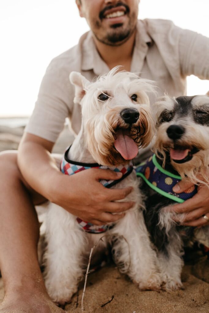 schnauzer puppy