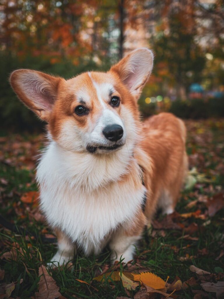 How Much Is a Corgi Puppy?