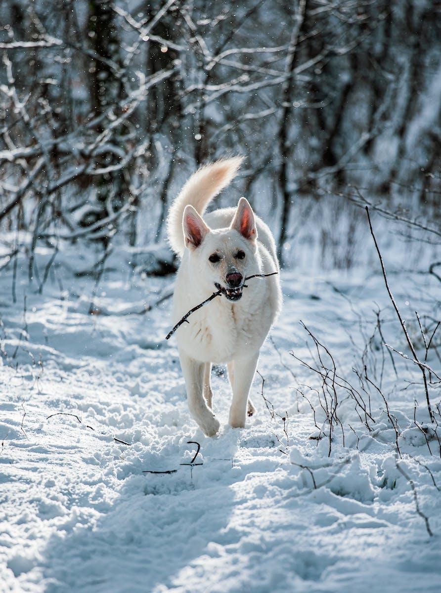 White German Shepherd Puppyin the snow