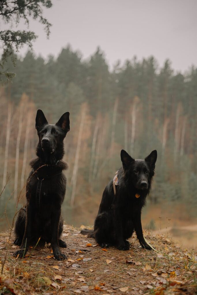 Black German Shepherd Puppy