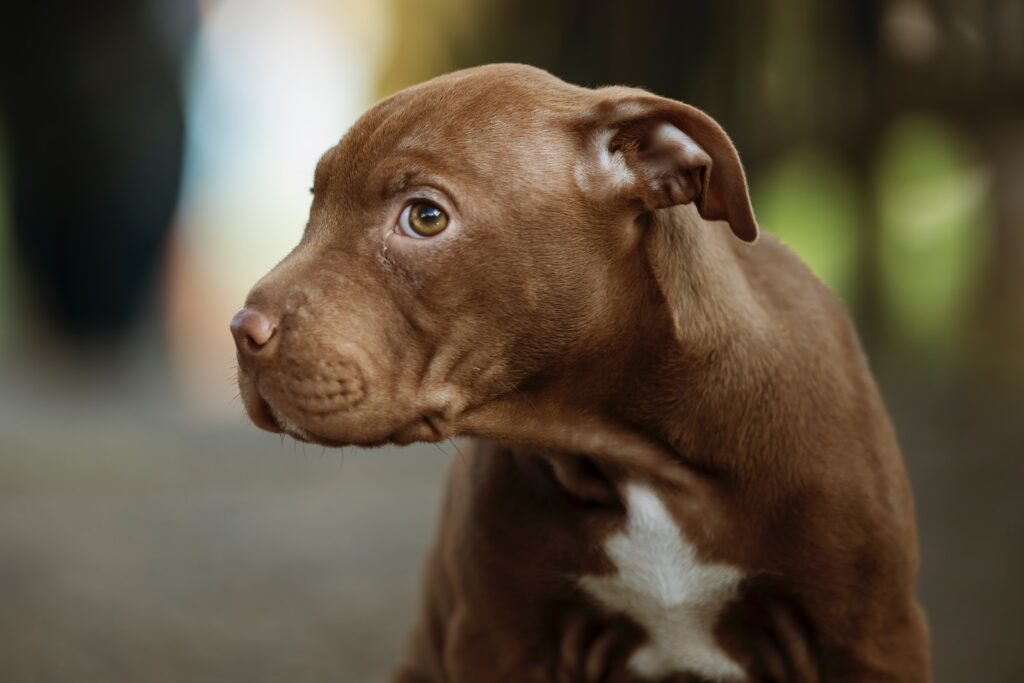 brown and white short coated dog