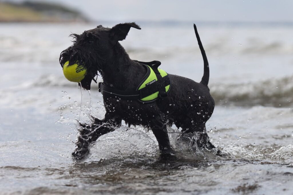 Black Miniature Schnauzer Puppy Playing with a Ball at the Beach