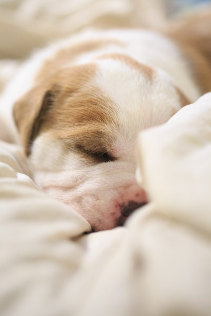 a small brown and white pit bull puppy