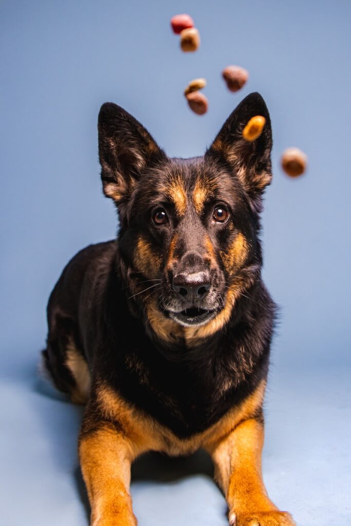 a black and brown dog laying on top of a blue floor