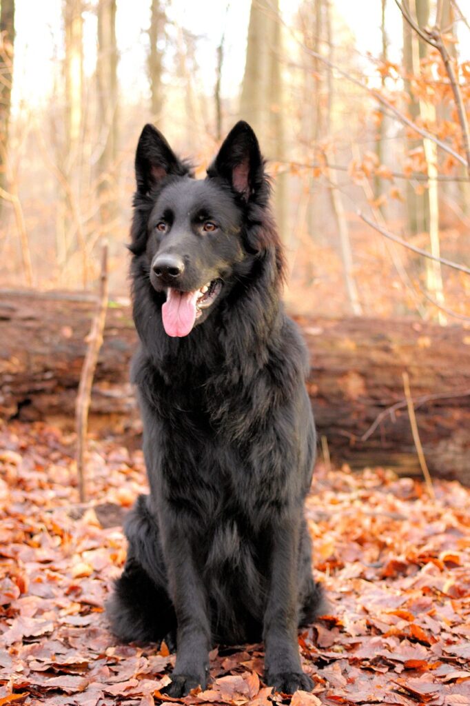 Black German Shepherd Puppy