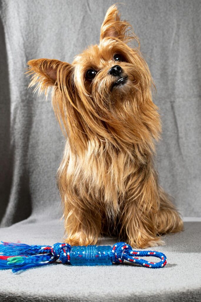 Brown Long Coat Small Dog Looking Up