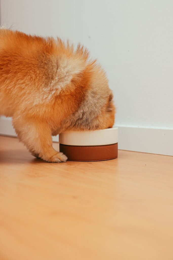 Brown Pomeranian Eating on a Bowl