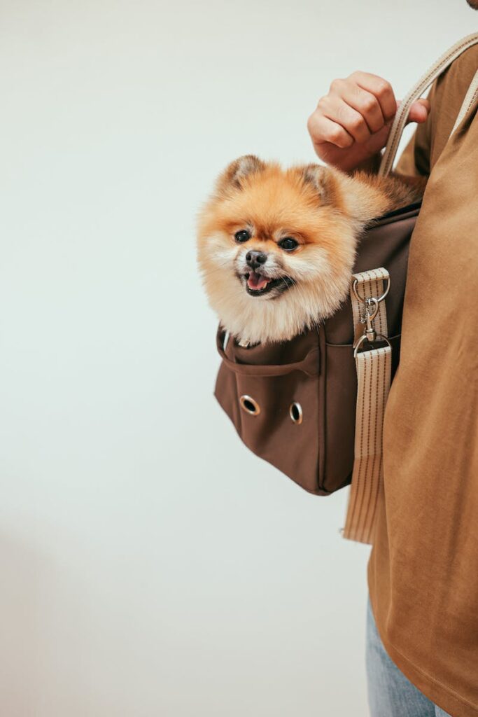 Teacup Pomeranian Puppy