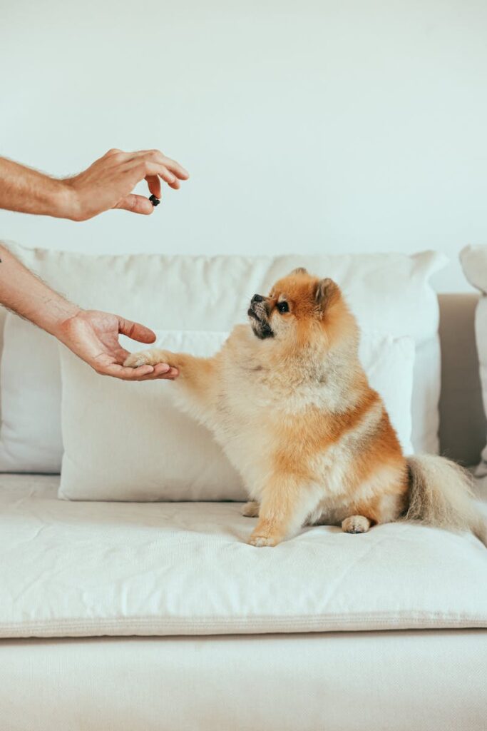 Teacup Pomeranian Puppy