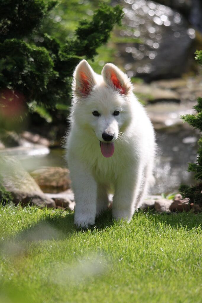 A White German Shepherd Puppy