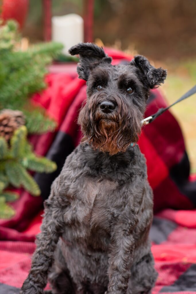 schnauzer puppy