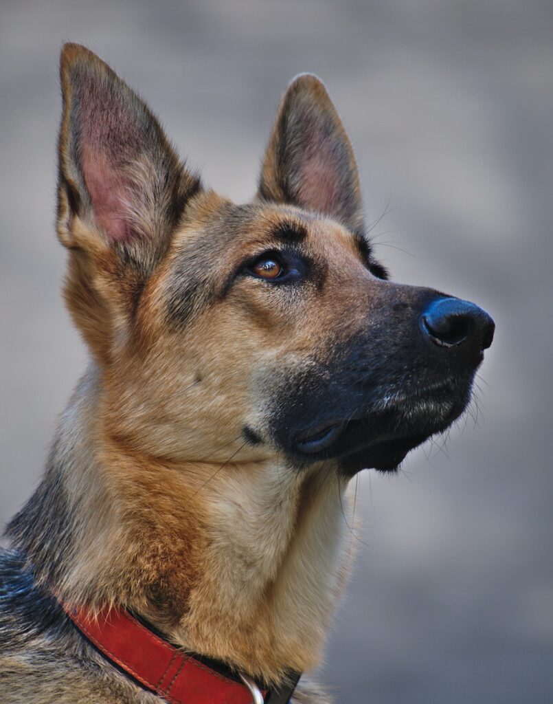 German Shepherd Puppy Price 