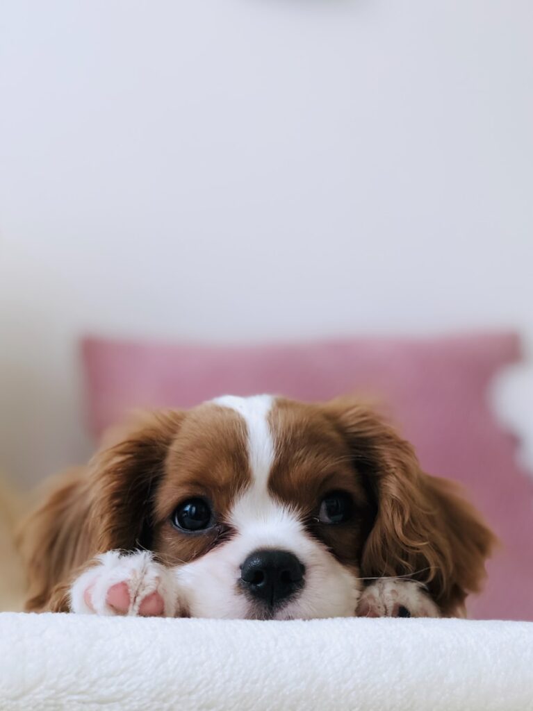 Miniature Schnauzer Puppy