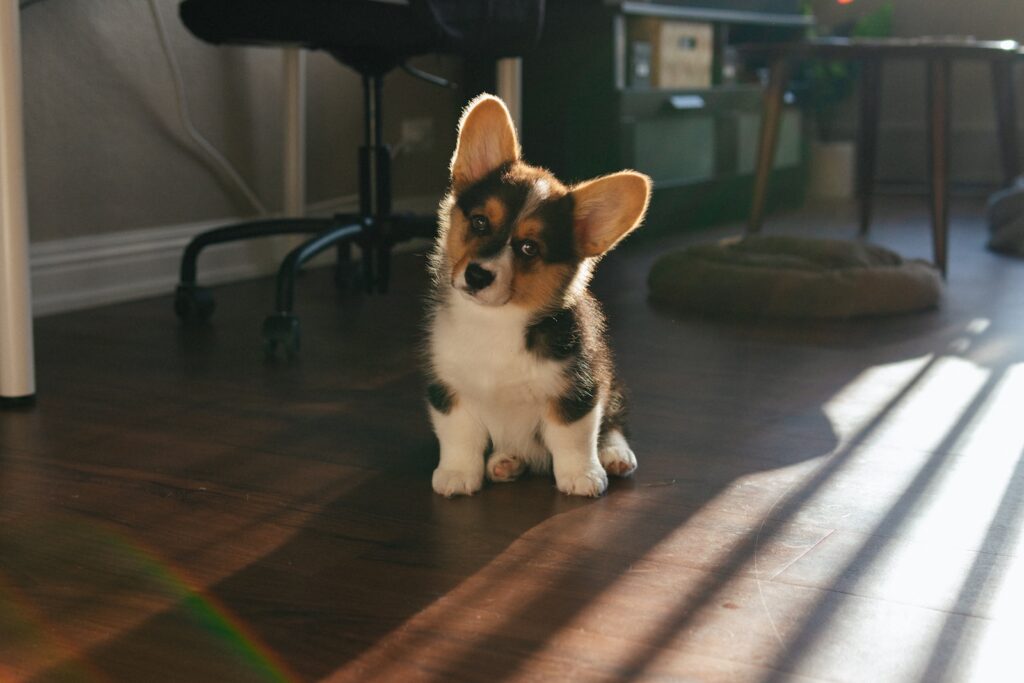 black white and brown short coated corgi puppy sitting on brown wooden floor