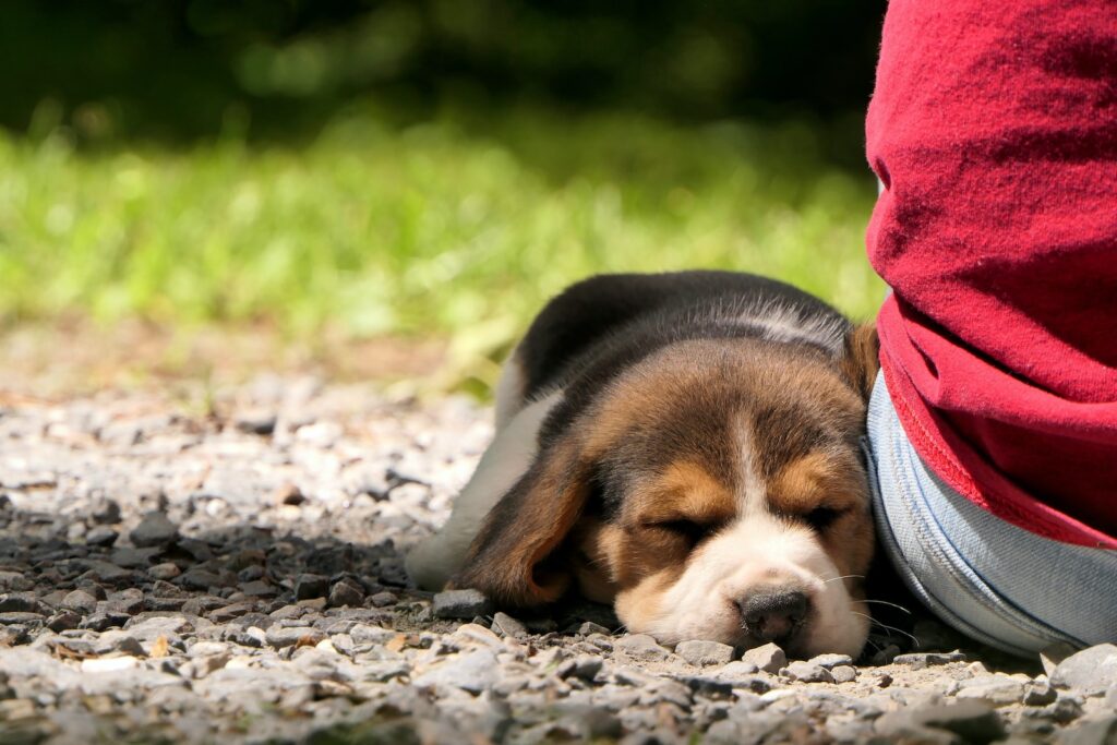 a dog lying on the ground