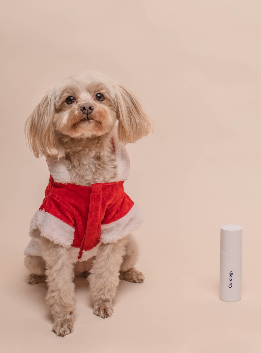 long coated beige dog wearing red and white top