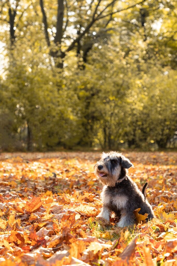 schnauzer puppy