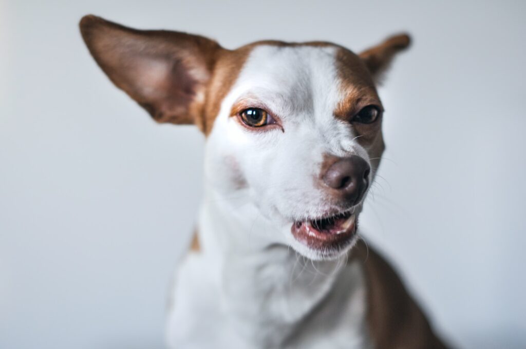 white and brown short coat small dog